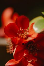 Bloem van Myrthe Vlasveld