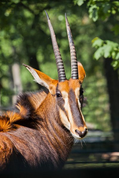 Mooi Afrikaans dier Sabelantilope. Portretkop van antilope met grote hoorns half gedraaid. van Michael Semenov