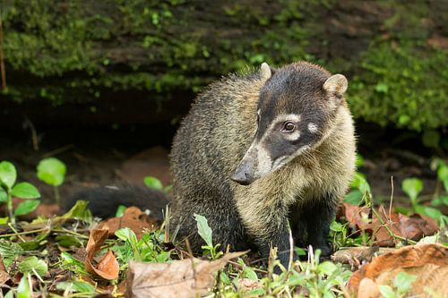 Sitting white-nosed coati