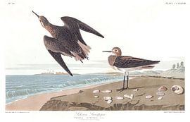 Weißbürzelstrandläufer