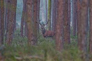 Der König des Waldes