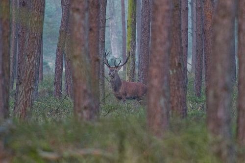 Le roi de la forêt