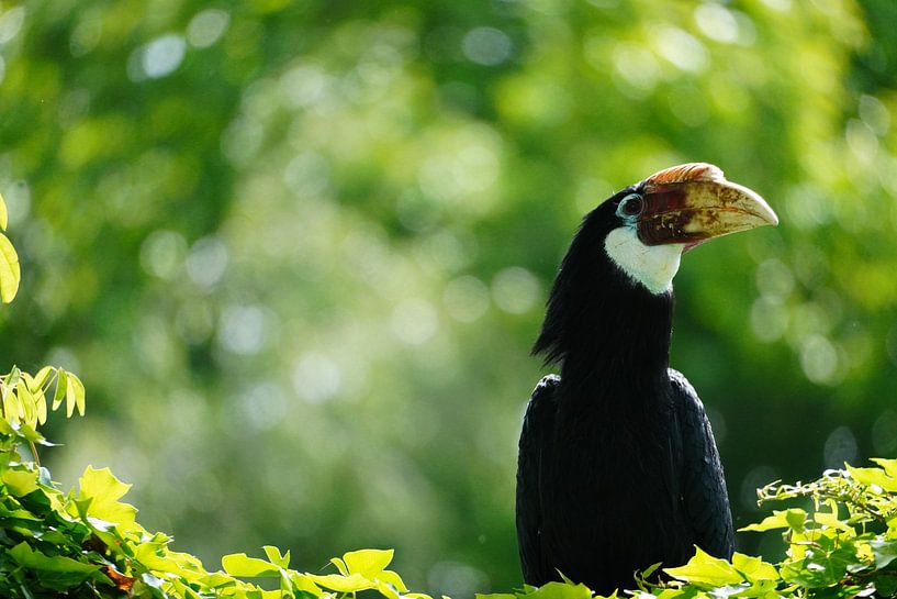 Hornbill by WildWonders
