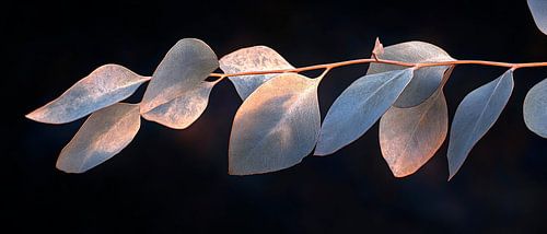 Delicate eucalyptusbladeren