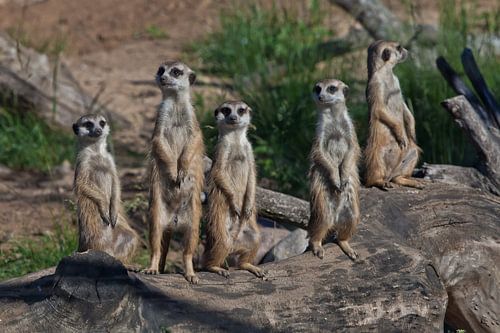 Veel stokstaartjes verzamelden zich voor een vergadering. Schattige Afrikaanse dieren stokstaartjes 