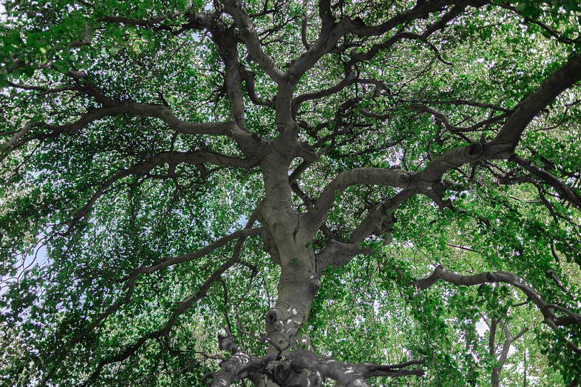 Baum, Weide von Tatjana Wahl