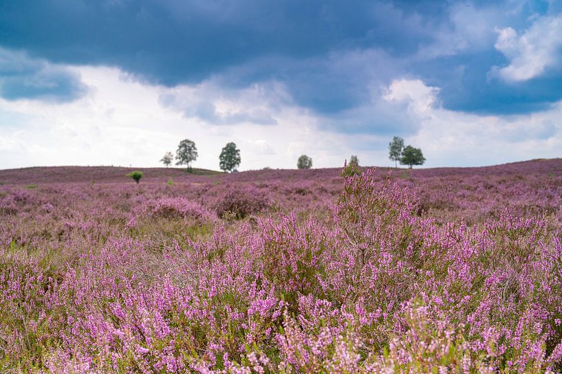 Blühendes Heidekraut in einer Heidelandschaft im Sommer von Sjoerd van der Wal Fotografie