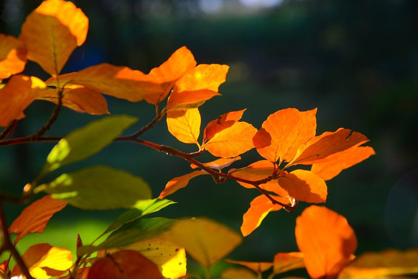kleurrijke bladeren van de beuk in de herfst van Jan Fritz
