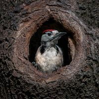Great spotted woodpecker in a hollow tree