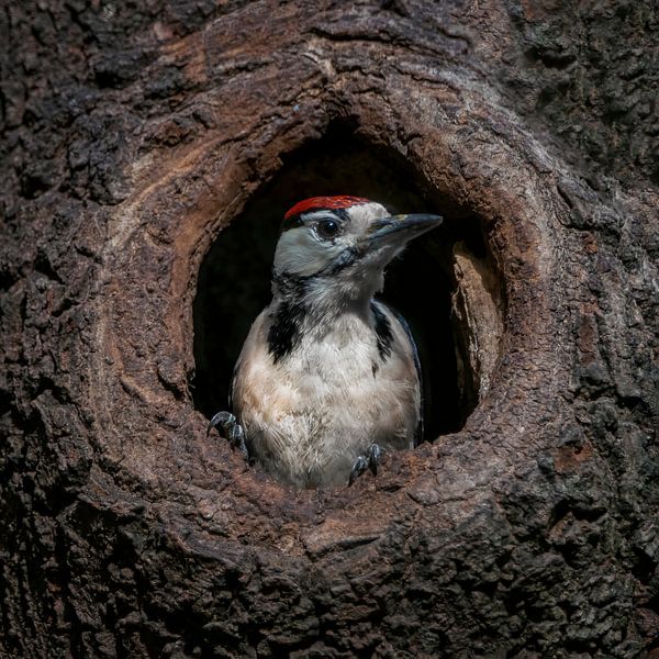 Great spotted woodpecker in a hollow tree by Albert Beukhof