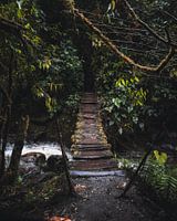Gevaarlijke oerwoud brug - Salento, Colombia