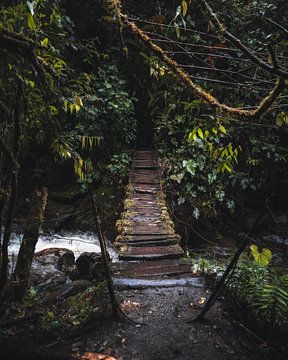 Gevaarlijke oerwoud brug - Salento, Colombia van Felix Van Leusden