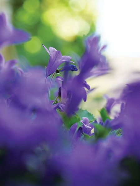 violette Blumen von SiS4you