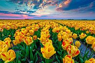 tulipes jaunes en fleurs par eric van der eijk Aperçu