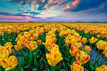 tulipes jaunes en fleurs sur eric van der eijk