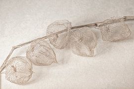 a branch with lanterns by Hanneke Luit