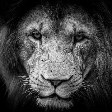 Close-up van een leeuw in zwart/wit van Suzanne Schoepe
