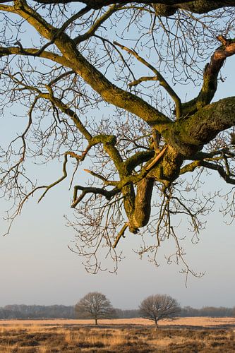 Veluwe: natuurgebied Deelerwoud