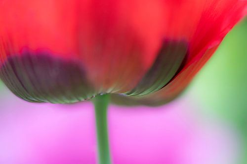 macro klaproos