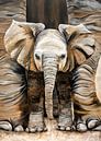 jonge Afrikaanse olifant von Angelique van den Berg Miniaturansicht