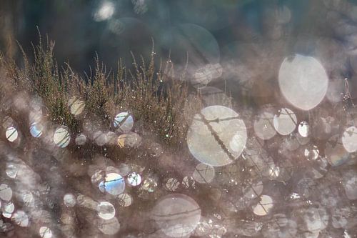 bokeh party on the moor