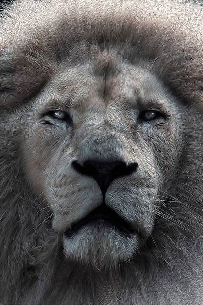 Lions Kingdom by Foto Studio Labie