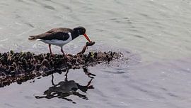 Bird photography - Oystercatcher... by Bert v.d. Kraats Fotografie