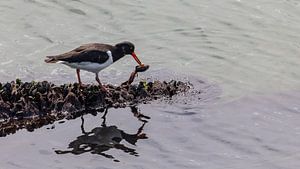 Photographie d'oiseaux - Huîtrier... sur Bert v.d. Kraats Fotografie