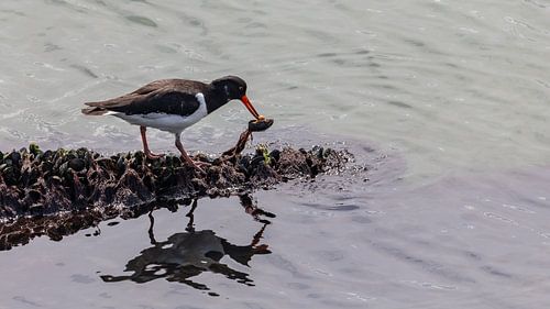 Vogelfotografie - Scholekster...