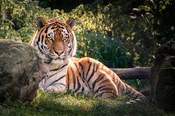 Tiger! van Mark Bonnenberg