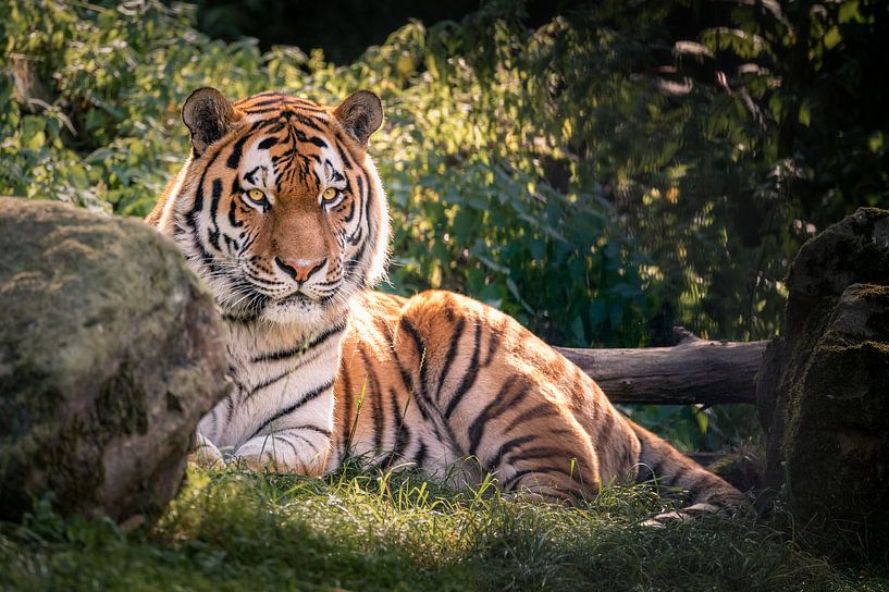 Tiger! by Mark Bonnenberg