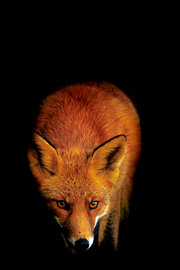 Fuchs, Vulpes vulpes, unauffällig von Sander Meertins