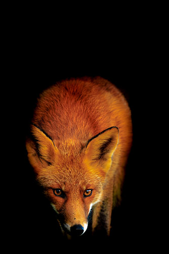 Fuchs, Vulpes vulpes, unauffällig