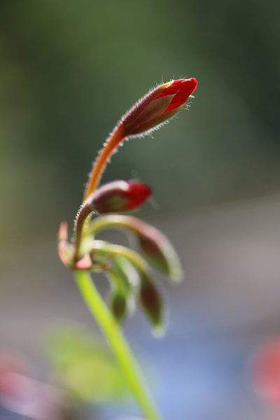Les bourgeons d'un géranium par Pim van der Horst