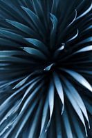 Blaue Palmlilie ( Yucca Rostrata )