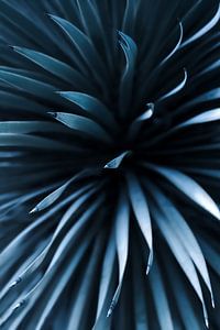 Blauwe Palmlelie ( Yucca Rostrata ) van Leny Silina Helmig