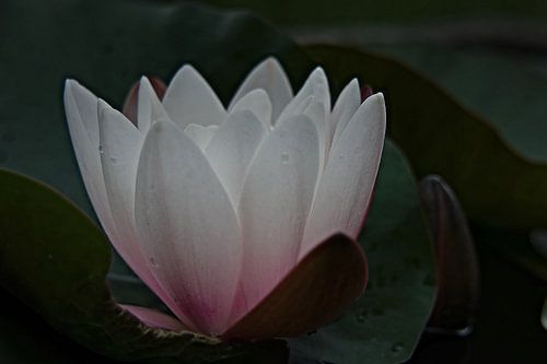 een bloeiende witte waterlelie 2