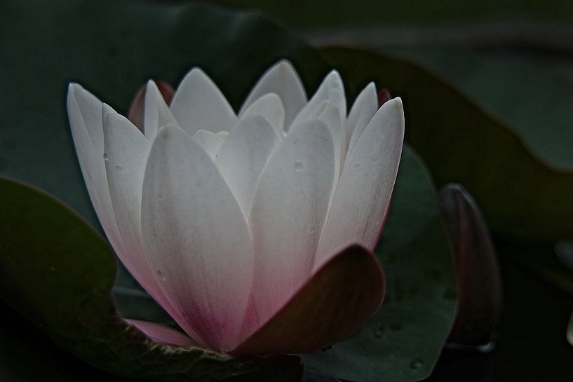 un nénuphar blanc en fleur 2 par Jurjen Jan Snikkenburg