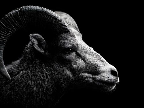 Bok in de schaduw – Wilde gratie