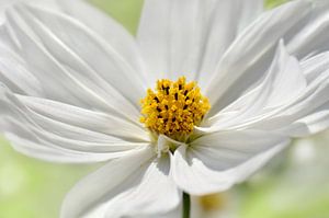 Cosmea