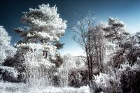 Surreal unique infrared landscape with white trees and blue sky