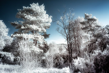 Surreale einzigartige Infrarotlandschaft mit weißen Bäumen und blauem Himmel