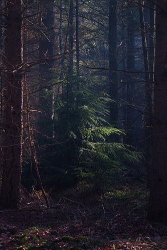 Sonnenaufgang auf Gut Baest