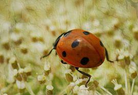 Marienkäfer in Eile van Gabriele Haase