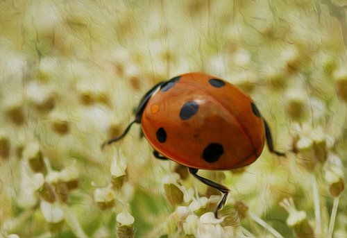 Marienkäfer in Eile