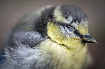 Portrait d'un oisillon mésange sur Jürgen Schmittdiel Photography