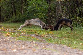 Der Kampf der Jahreszeiten. Damhirsche werden zu Rivalen von Wendy Hilberath