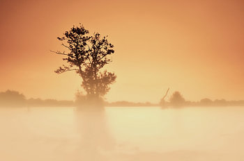 Morning mist