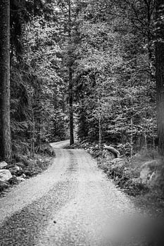 Schwedischer Waldweg in Schwarz und Weiß