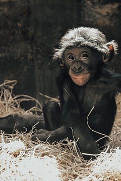 Bonobo aap. van Esther van Engen